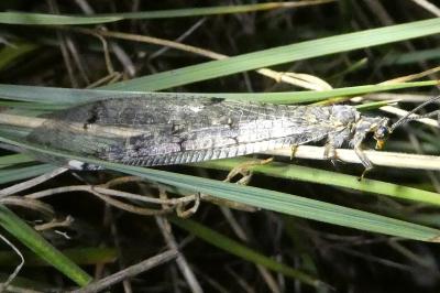 <i>Distoleon tetragrammicus</i>
