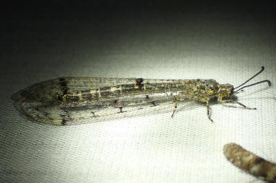 <i>Distoleon tetragrammicus</i>