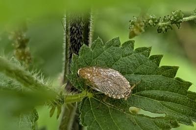<i>Planuncus vinzi</i>