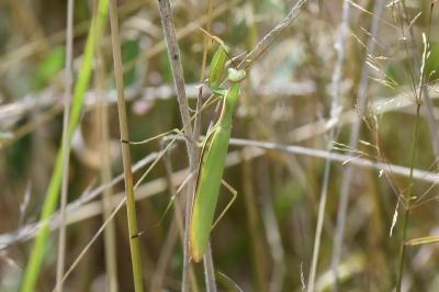 <i>Mantis religiosa</i>