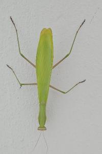 <i>Mantis religiosa</i>