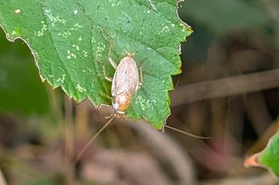 <i>Planuncus vinzi</i>