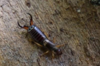 <i>Forficula auricularia</i>
