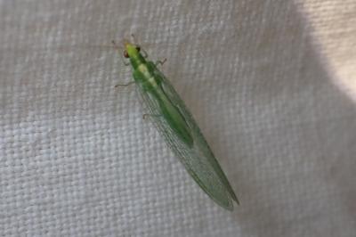 <i>Chrysoperla</i>