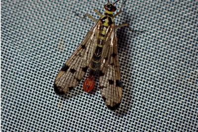 <i>Panorpa germanica</i>