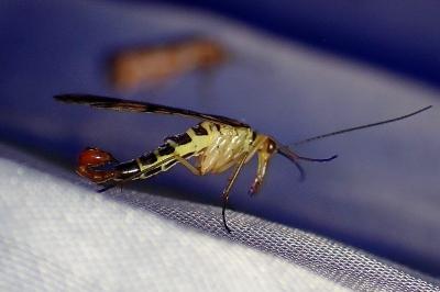 <i>Panorpa germanica</i>