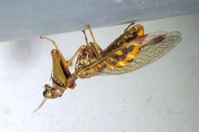 <i>Mantispa styriaca</i>
