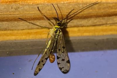 <i>Panorpa germanica</i>