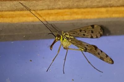 <i>Panorpa germanica</i>