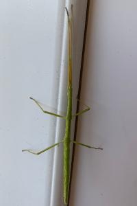 <i>Clonopsis gallica</i>