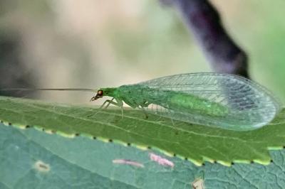 <i>Chrysoperla carnea</i>