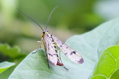 <i>Panorpa communis</i>