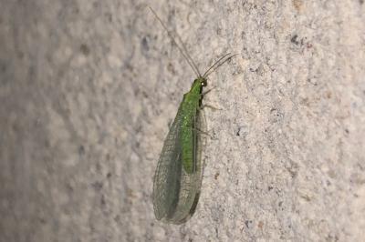 <i>Chrysopa</i>
