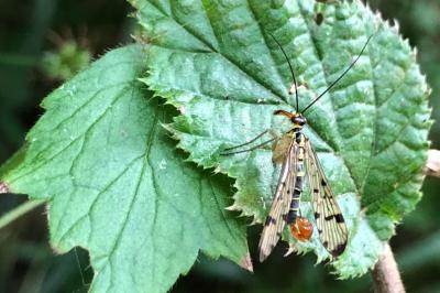 <i>Panorpa germanica</i>