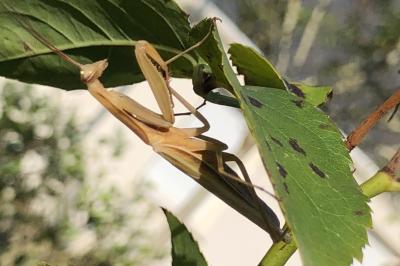 <i>Mantis religiosa</i>