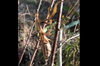 <i>Mantis religiosa</i>