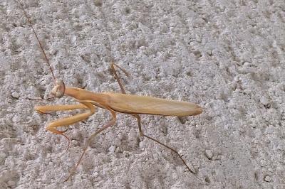 <i>Mantis religiosa</i>