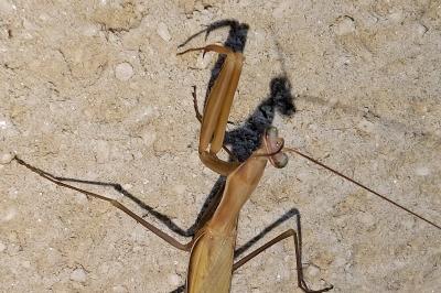 <i>Mantis religiosa</i>