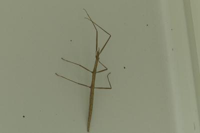 <i>Clonopsis gallica</i>
