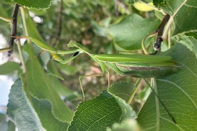 <i>Mantis religiosa</i>
