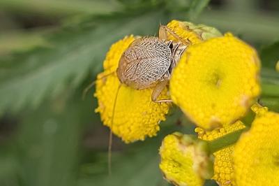 <i>Ectobius pallidus</i>