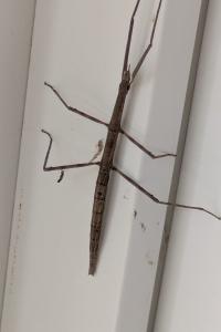 <i>Clonopsis gallica</i>