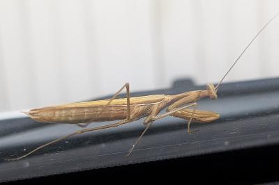 <i>Mantis religiosa</i>