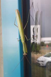 <i>Mantis religiosa</i>