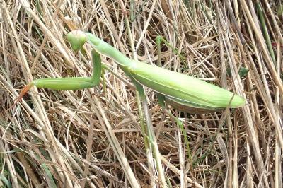 <i>Mantis religiosa</i>