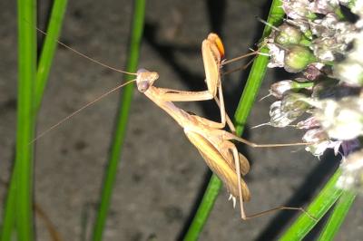 <i>Mantis religiosa</i>