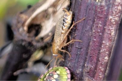 <i>Planuncus vinzi</i>