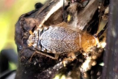 <i>Planuncus vinzi</i>