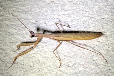 <i>Mantis religiosa</i>