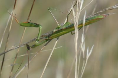 <i>Mantis religiosa</i>
