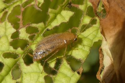 <i>Planuncus vinzi</i>