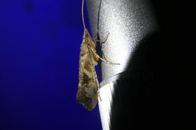 <i>Glyphotaelius pellucidus</i>