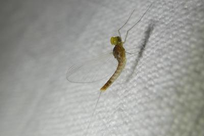 <i>Baetis fuscatus</i>