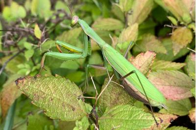 <i>Mantis religiosa</i>