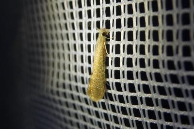 <i>Setodes argentipunctellus</i>