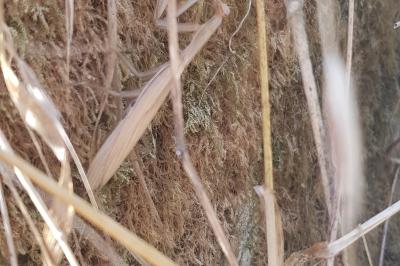 <i>Mantis religiosa</i>