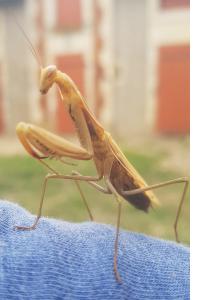 <i>Mantis religiosa</i>