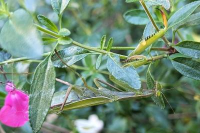 <i>Mantis religiosa</i>