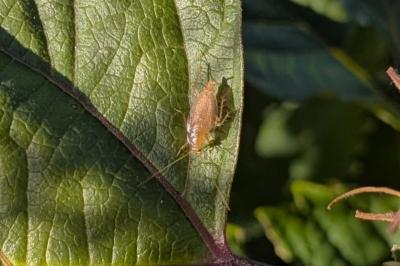 <i>Planuncus vinzi</i>