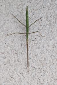 <i>Clonopsis gallica</i>