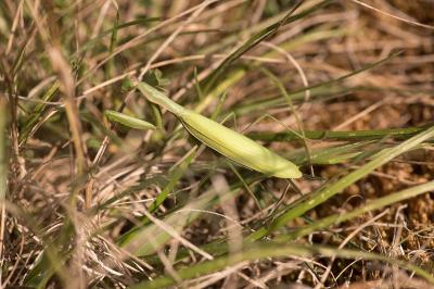 <i>Mantis religiosa</i>