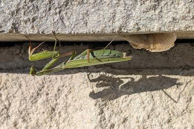 <i>Mantis religiosa</i>