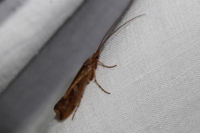 <i>Limnephilus lunatus</i>