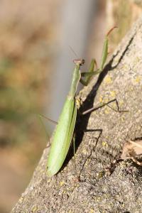 <i>Mantis religiosa</i>