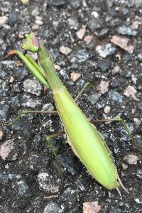 <i>Mantis religiosa</i>