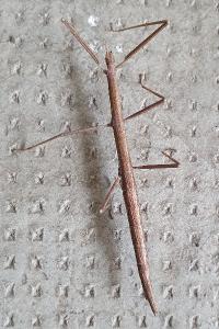 <i>Clonopsis gallica</i>